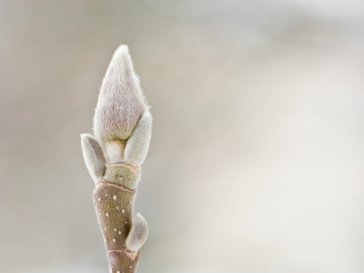 Bild-Nr: 10771285 Aufrecht dem Frühling entgegen Erstellt von: fefufoto