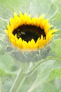 Bild-Nr: 10772089 Sonnenblume Erstellt von: Christine Bässler