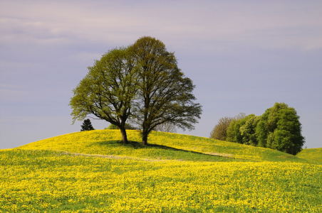 Bild-Nr: 10772635 Frühling im Allgäu Erstellt von: Gerhard726