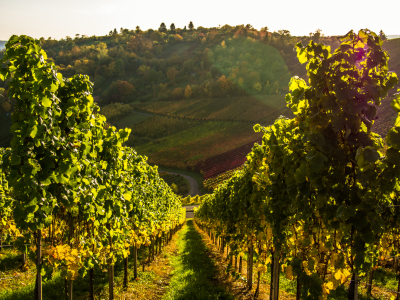 Bild-Nr: 10772803 Stuttgarts Weinberge 2 Erstellt von: Johann Oswald