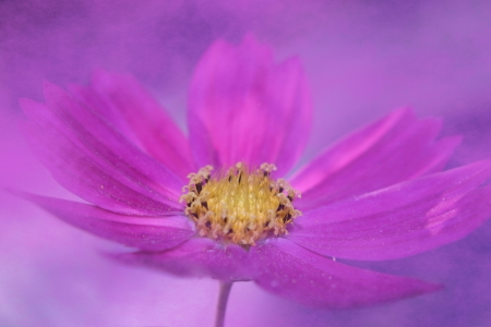 Bild-Nr: 10773457 Blüte Erstellt von: Christine Bässler