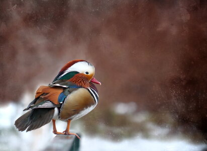 Bild-Nr: 10773671 Mandarinente (Aix galericulata)  Erstellt von: Heike Hultsch