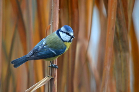 Bild-Nr: 10775145 Die Blaumeise.. Erstellt von: Ostfriese