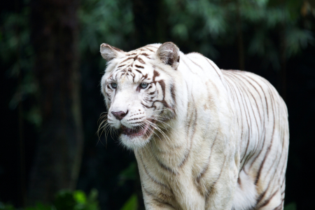 Bild-Nr: 10775405 Anmutiger Weißer Tiger Erstellt von: danielgiesenphotography