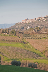 Bild-Nr: 10782635 Montepulciano Erstellt von: EderHans