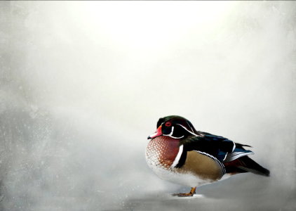 Bild-Nr: 10782711 Ente im Schnee Erstellt von: Heike Hultsch