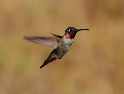 Bild-Nr: 10784455 Faszinierend..ein Kolibri ! Erstellt von: Octopus8