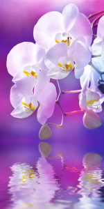 Bild-Nr: 10785501 Orchidee Erstellt von: Atteloi