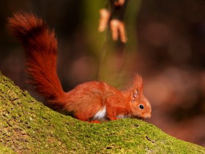 Bild-Nr: 10786555 Eichhörnchen erwacht Erstellt von: Ostfriese