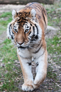 Bild-Nr: 10787917 Siberischer Tiger Erstellt von: pciebilski