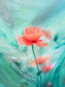 Bild-Nr: 10788271 Fantasy Garden - Poppy Dream Erstellt von: syoung-photography
