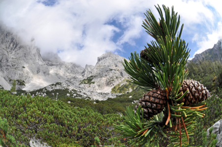 Bild-Nr: 10789277 Latschenkiefer in den Alpen Erstellt von: RobertHuegelraucher