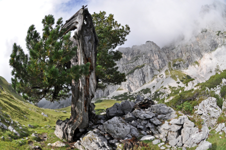 Bild-Nr: 10789285 Latschenkiefer Fisheye Erstellt von: RobertHuegelraucher