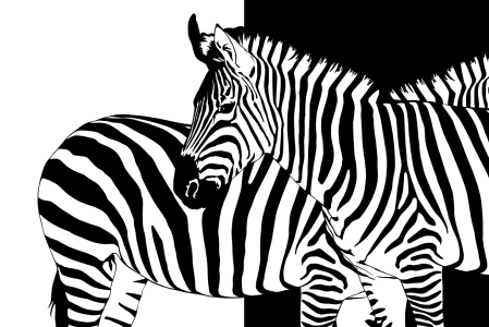 Bild-Nr: 10794741 Zebra schwarz-weiß Erstellt von: Mausopardia