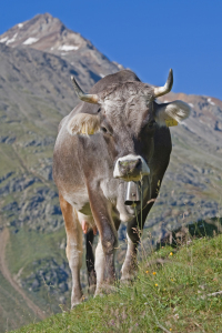 Bild-Nr: 10796953 Almkuh in den Bergen Erstellt von: EderHans