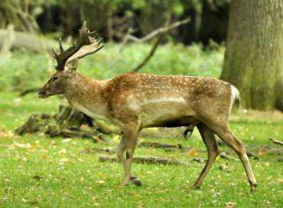 Bild-Nr: 10799457 DAMHIRSCH Erstellt von: GUGIGEI