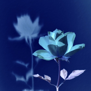 Bild-Nr: 10800591 Die blaue Rose Erstellt von: GUGIGEI
