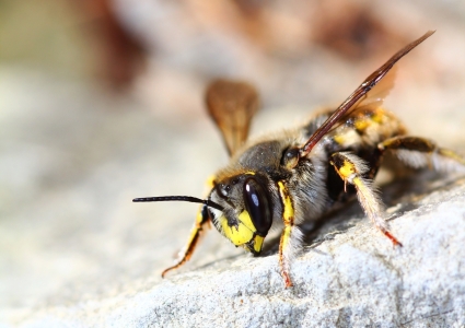 Bild-Nr: 10806317 Garten-Wollbiene Erstellt von: falconer59