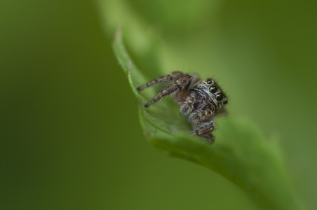 Bild-Nr: 10807117 Springspinne Erstellt von: Foto-Kramer