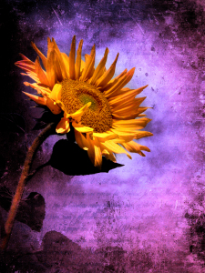 Bild-Nr: 10807547 Poème de la vie (version pourpre) Erstellt von: yammay