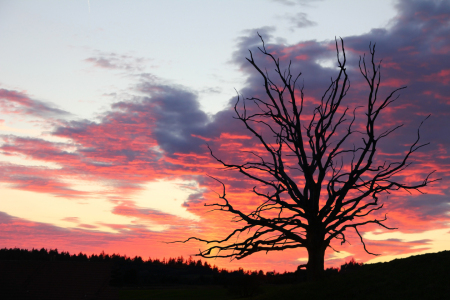 Bild-Nr: 10807913 Geisterbaum im Abendrot Erstellt von: SusaZoom