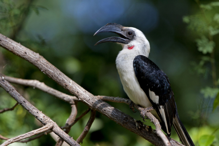 Bild-Nr: 10809785 Hornbill Erstellt von: Thomas Herzog