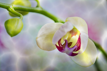 Bild-Nr: 10813075 Orchidee Erstellt von: Fuchsmedia