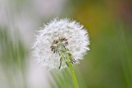 Bild-Nr: 10813085 Pusteblume Erstellt von: Stephanie Stephanie Dannecker