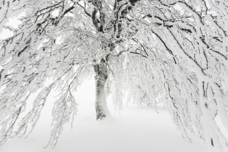Bild-Nr: 10813531 Winterbaum Erstellt von: danielschoenen