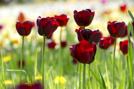 Bild-Nr: 10814711 Frühling !! Erstellt von: danielschoenen