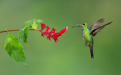 Bild-Nr: 10815667 Grünstirn-Brillantkolibri Erstellt von: Jalil