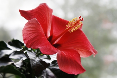 Bild-Nr: 10817945 Hibiscus Erstellt von: orlando8