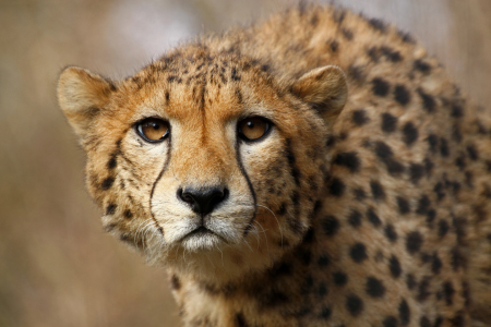 Bild-Nr: 10820753 Gepard Erstellt von: Boersenfuchs