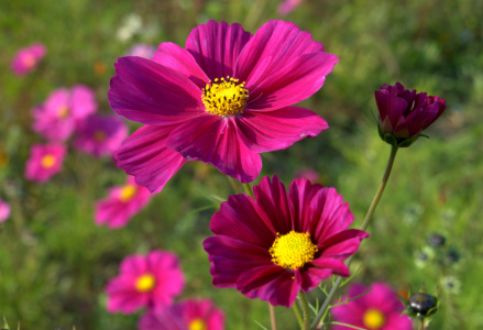 Bild-Nr: 10824461 Cosmea Erstellt von: GUGIGEI