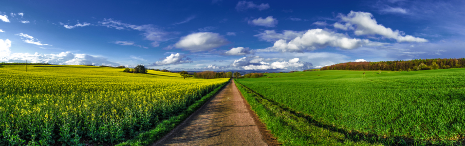 Bild-Nr: 10825717 Rapsfeld im Frühling Panorama Erstellt von: Jean Claude Castor