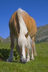 Bild-Nr: 10826975 Haflinger auf der Weide Erstellt von: EderHans