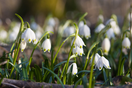 Bild-Nr: 10827867 Frühling Erstellt von: Stephanie Stephanie Dannecker