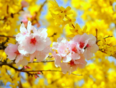 Bild-Nr: 10830803 Bald ist Frühling Erstellt von: GUGIGEI