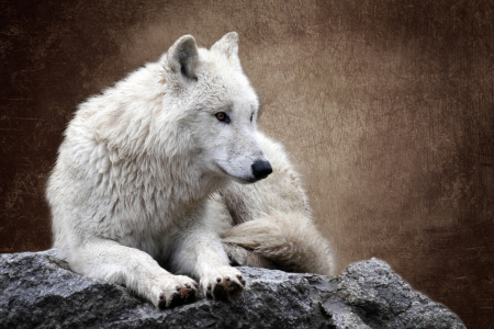 Bild-Nr: 10832377 Der Wolf (Canis lupus) Erstellt von: WildlifePhotography