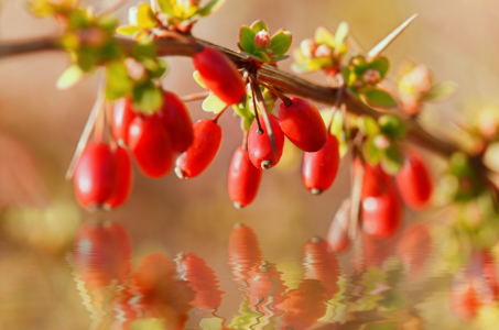 Bild-Nr: 10834043 Wildbeeren  Erstellt von: Atteloi