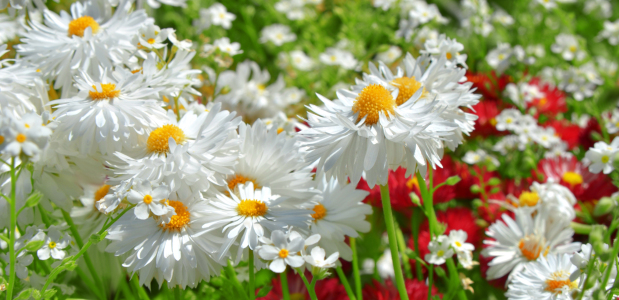 Bild-Nr: 10836239 Blumenwiese Erstellt von: Atteloi