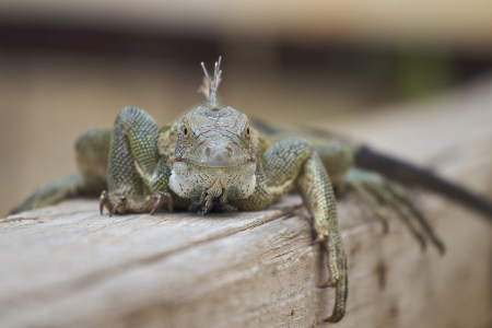 Bild-Nr: 10836289 Leguan Erstellt von: ckblue