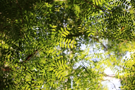 Bild-Nr: 10838147 Grüne Natur Erstellt von: Renate Knapp