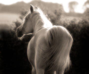 Bild-Nr: 10838821 Dreaming Horse Erstellt von: SiHa