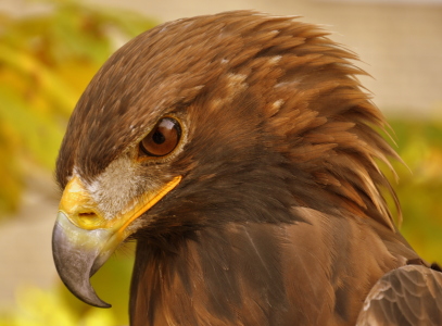 Bild-Nr: 10839203 Scharfer Blick Erstellt von: GUGIGEI