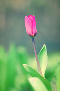 Bild-Nr: 10839287 Tulip Erstellt von: FotoDeHRO