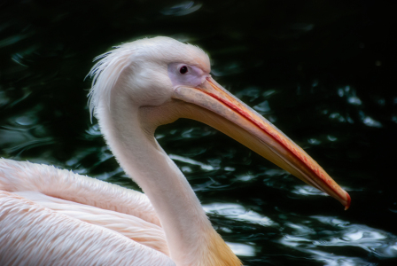 Bild-Nr: 10840087 Der Pelikan Erstellt von: hannes cmarits