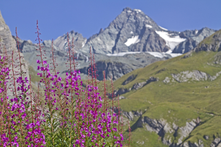 Bild-Nr: 10840101 Waldweideröschen mit Großglockner Erstellt von: EderHans