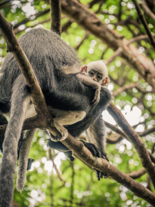 Bild-Nr: 10841763 Thomas Leaf Monkey Erstellt von: Johann Oswald