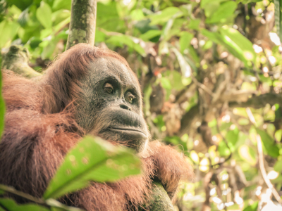 Bild-Nr: 10841793 Sumatras Orang Utans - 8 Erstellt von: Johann Oswald